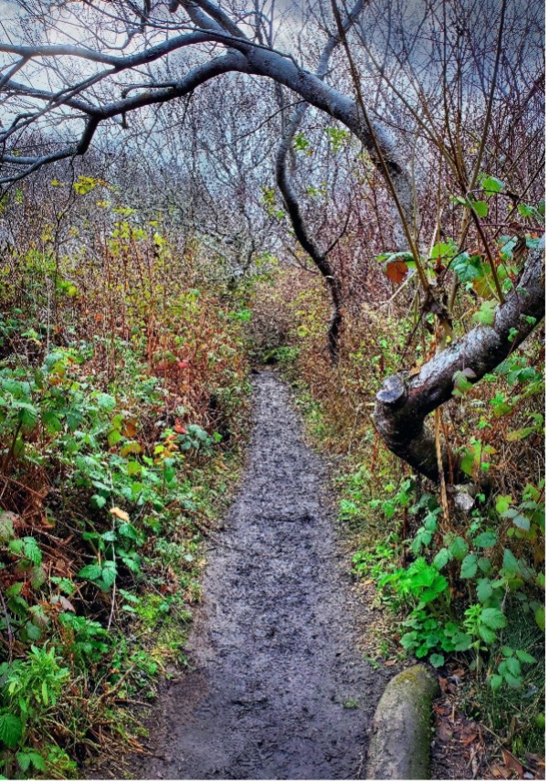 Nature Trail